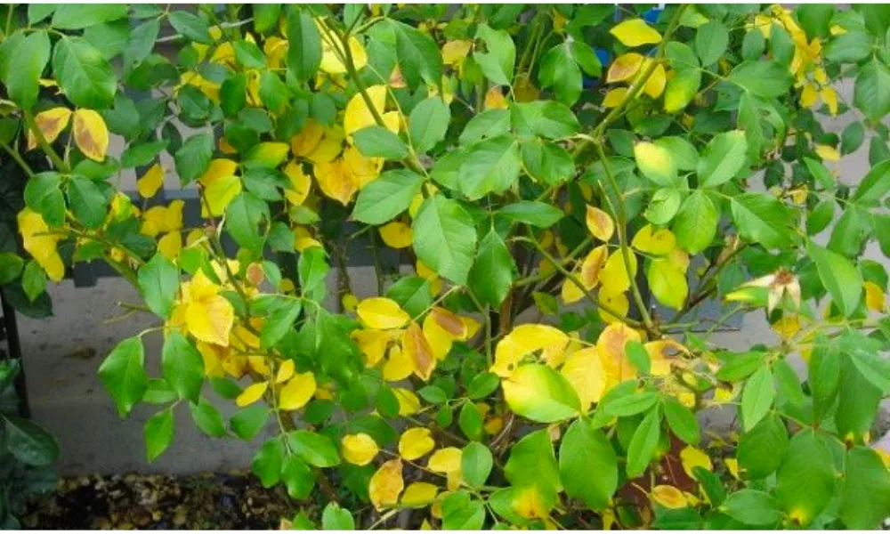 Sử dụng phân bón lá khi cây bị bệnh vàng lá