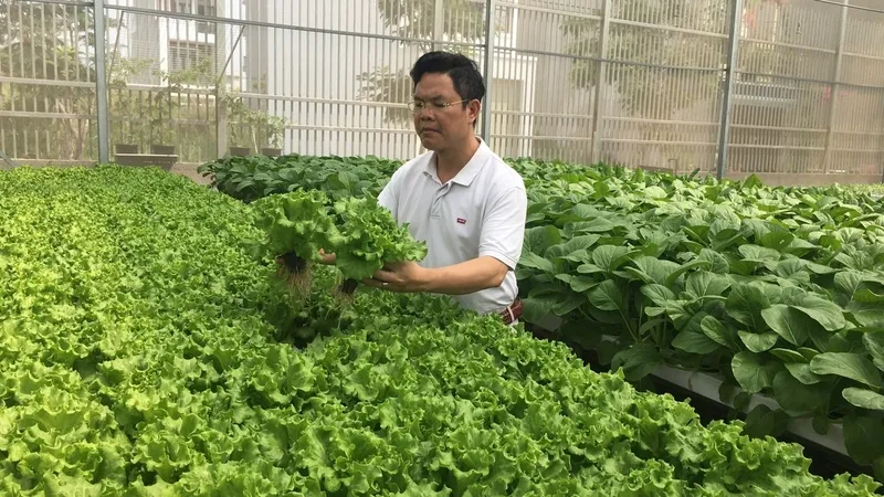 Rau thủy canh được trồng trong môi trường dung dịch dinh dưỡng