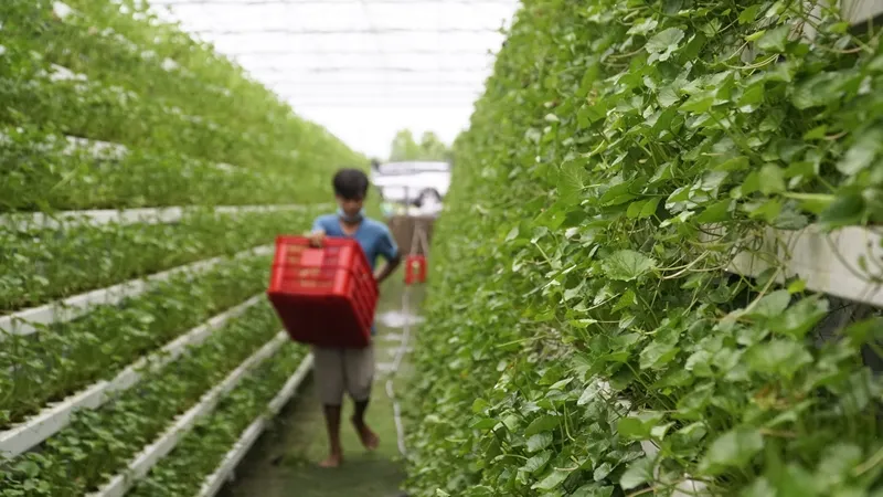 Cây con khỏe mạnh trên giàn rau thủy canh