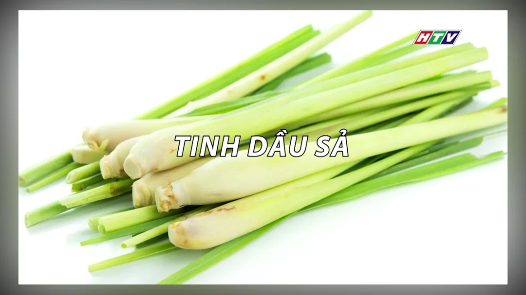 Tinh dầu đuổi muỗi từ chanh và sả cực dễ làm