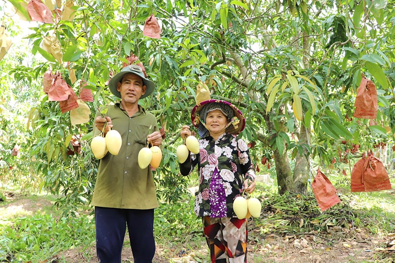 Cây Xoài Trồng Trong Chậu: Mô Hình Làm Giàu Đột Phá Tại Đồng Tháp