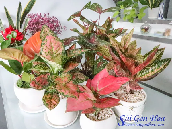 Các loại cây lá đỏ phổ biến