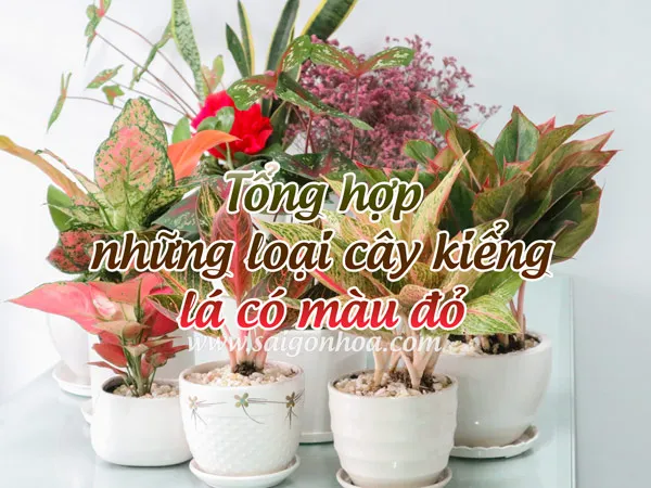 Tổng hợp các loại kiểng lá màu đỏ