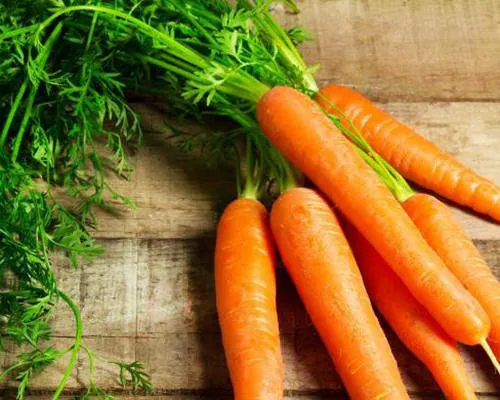 Cà rót trồng tháng 1 cho củ ngọt, giòn nhờ nhiệt độ mát mẻ