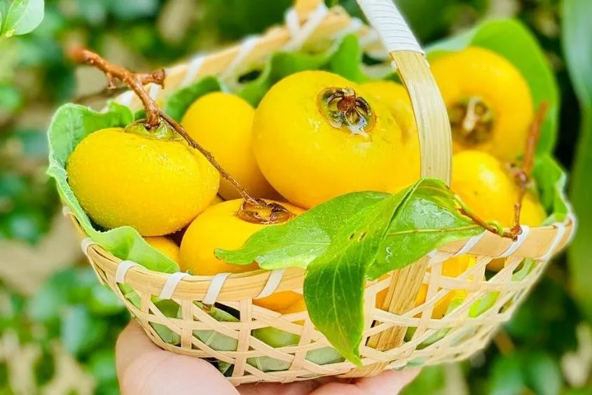 Đu đủ xanh chứa enzyme papain gây co thắt tử cung