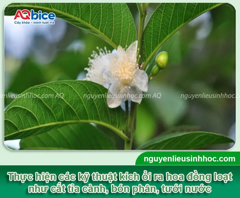 Cách làm cho cây ổi ra hoa đồng loạt, thu hoạch quả năng suất cao