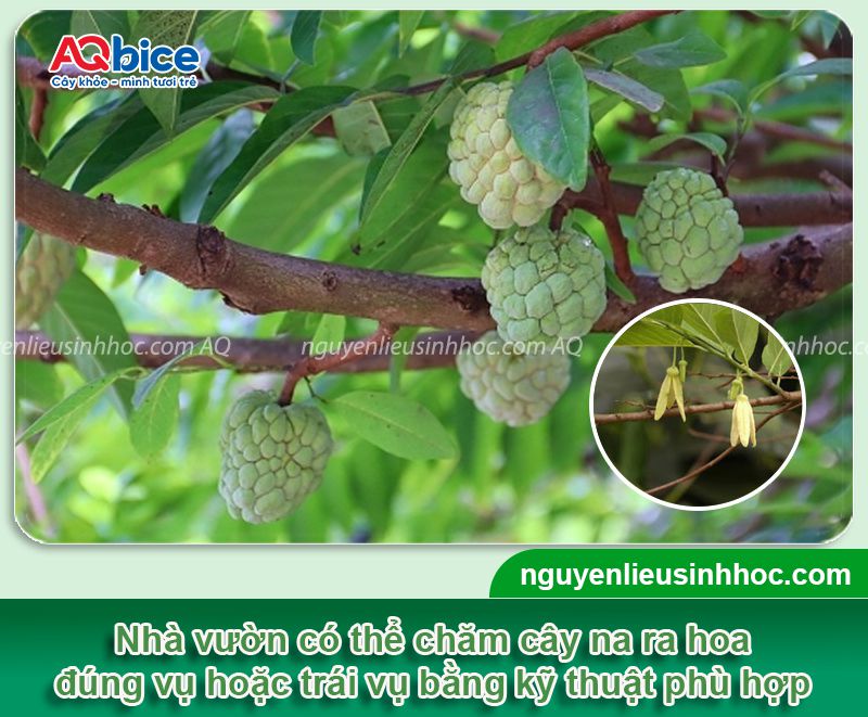 Cây Na Ra Hoa Vào Tháng Mấy: Kỹ Thuật Canh Tác Hiệu Quả Từ AQ Bice