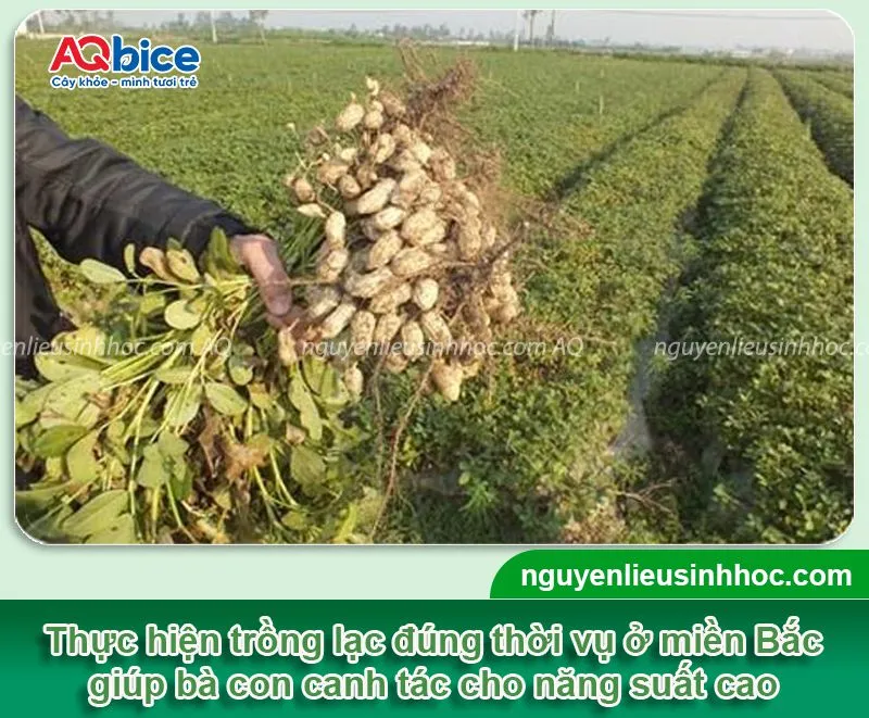 Thời vụ trồng lạc ở miền Bắc cho củ to, năng suất cao