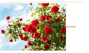 Top 10 giống hoa trồng hàng rào nở quanh năm dễ trồng, tuổi thọ cao