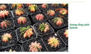 Top 10 mẫu xương rồng cảnh phổ biến, dễ trồng tại Việt Nam