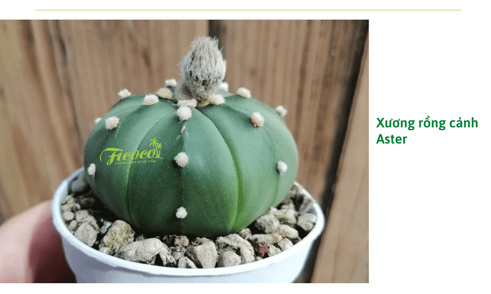 xuong-rong-canh-aster