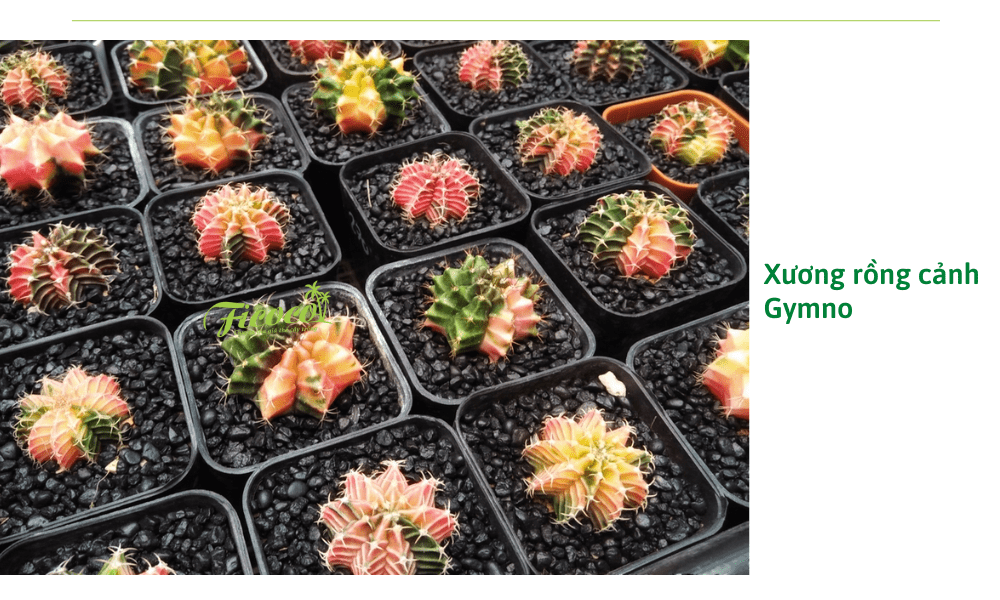 xuong-rong-canh-gymno