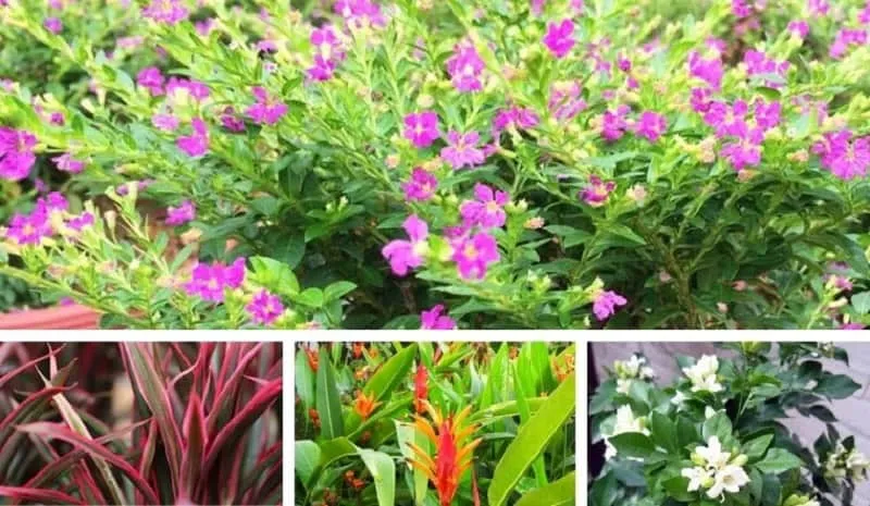 Mảng xanh cây bụi có hoa giúp cảnh quan công trình thêm phần rực rỡ và tươi mới