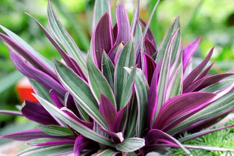 Những bông hoa nhỏ xinh của cây bụi tô điểm thêm sắc màu cho không gian sống