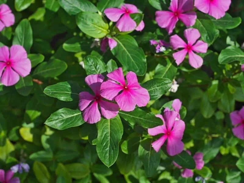 Màu sắc đa dạng của các loại cây bụi tạo nên sự hài hòa cho tổng thể kiến trúc