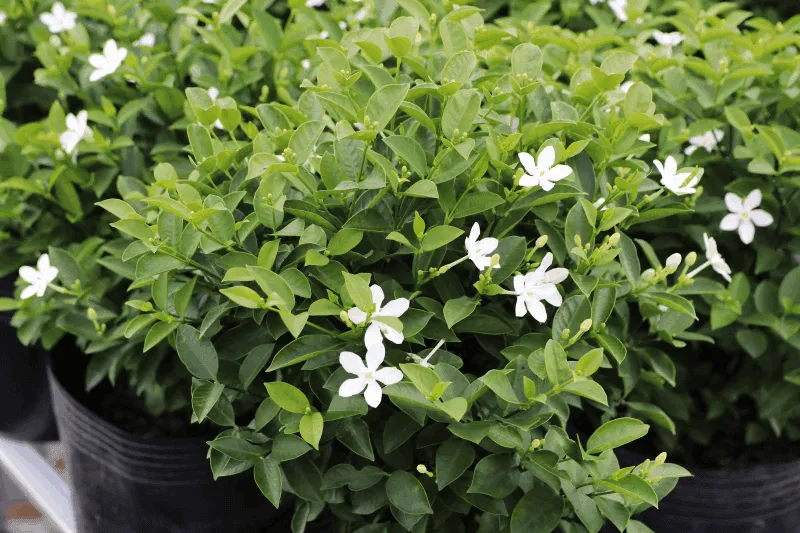 Sử dụng cây bụi màu sắc giúp phân định không gian và tạo điểm nhấn thị giác mạnh mẽ