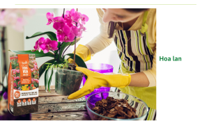 Top 20 các loài hoa đẹp và mẹo lựa chọn hoa phù hợp