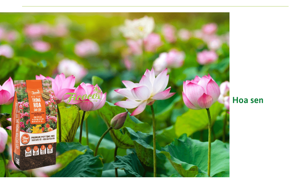 hoa-sen