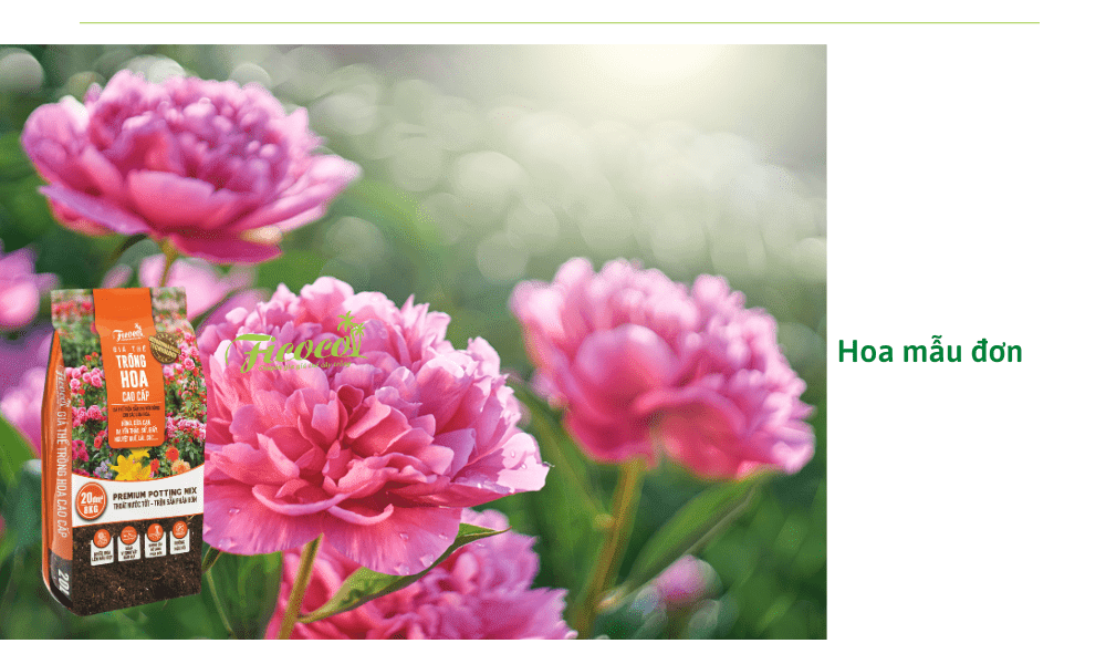 hoa-mau-don