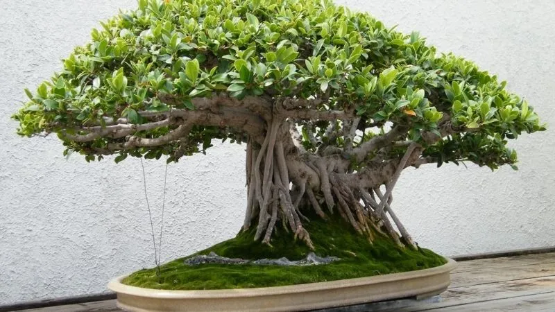 Cây Đa Cảnh Bonsai bộ rễ hùng vĩ
