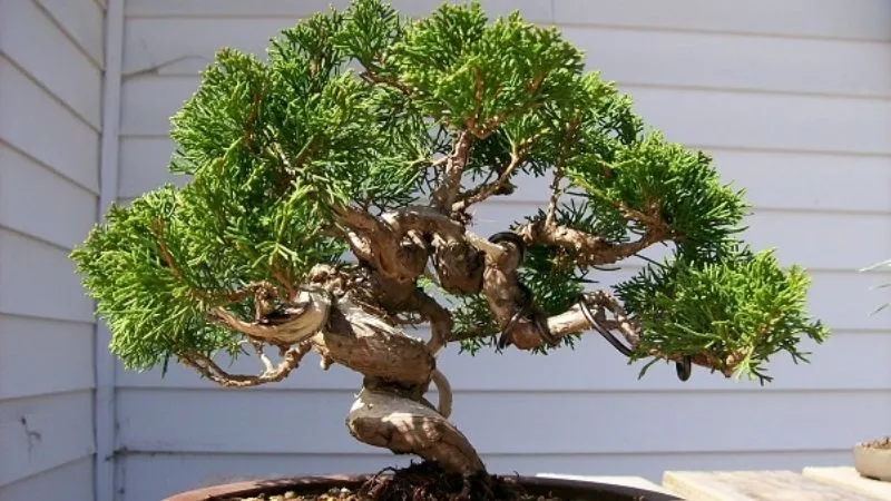 Bonsai Tùng Bồng Lai có ý nghĩa phú quý