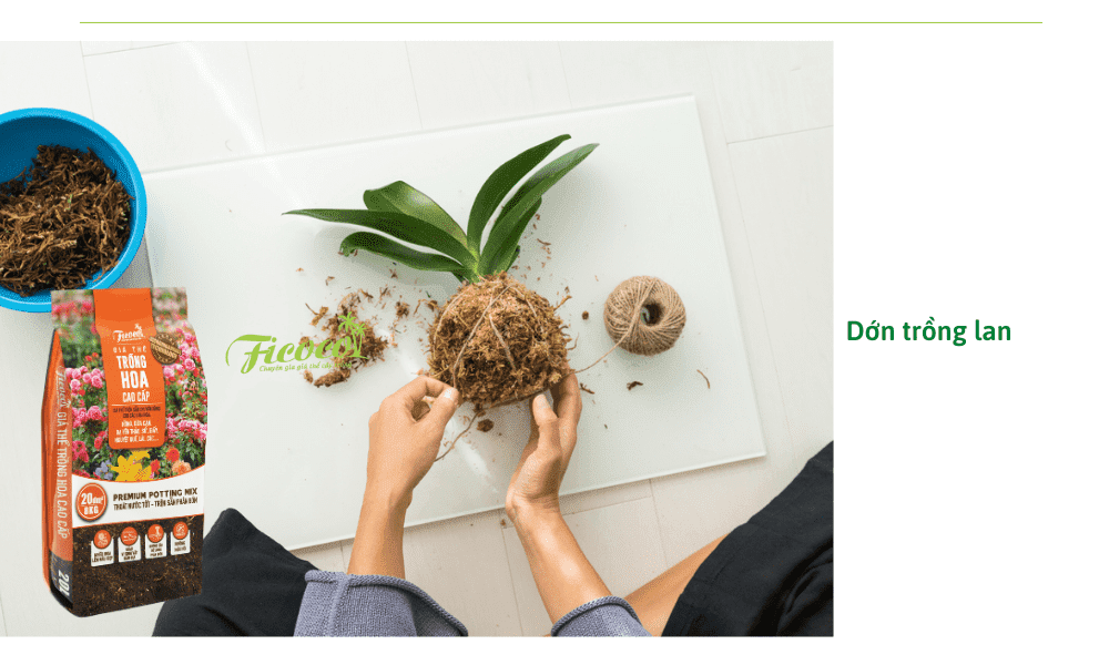 dpn-trong-lan-ho-diep