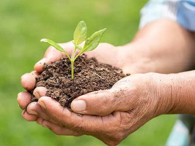 Tư vấn thiết kế không gian xanh và cung cấp đất hữu cơ tại Chợ Cây Xanh