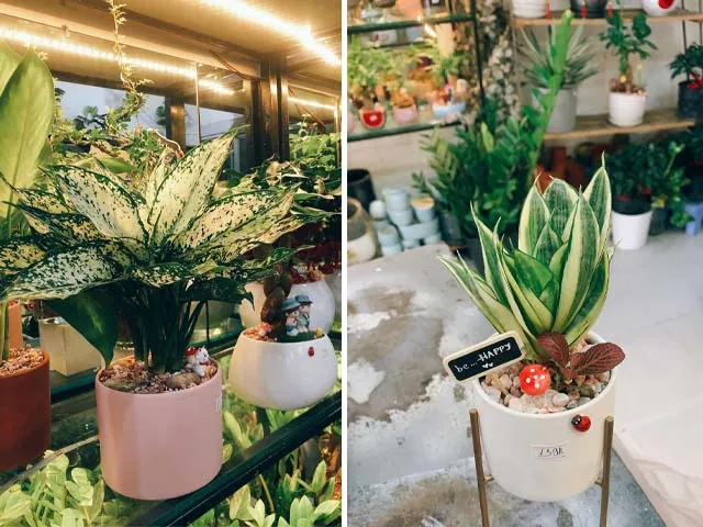 Trưng bày cây nội thất và chậu đất nung tại Phố Cây Xanh
