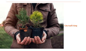 Top 9 loại cây trồng trong nhà dễ sống, dễ chăm sóc, giúp nhà cửa thoáng mát