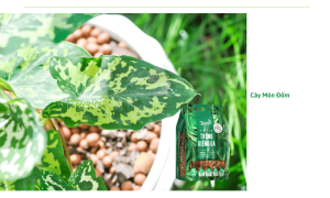 Top các giống cây môn cảnh đẹp và cách chăm sóc giúp cây luôn tươi tốt