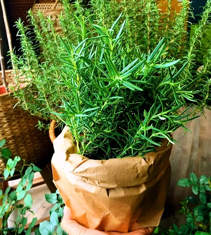 Chậu cây hương thảo xanh tốt giúp tăng cường trí nhớ và làm đẹp không gian