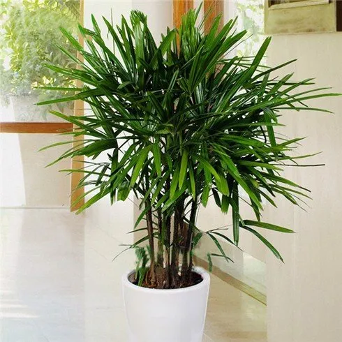 Cây trúc mây xanh mướt giúp thanh lọc amoniac và khí độc hại