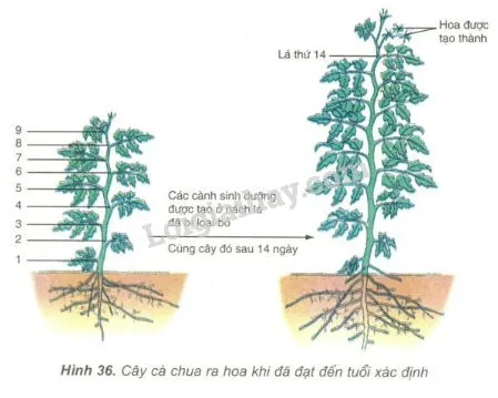 Hình ảnh minh họa quá trình phát triển của cây cà chua theo số lá