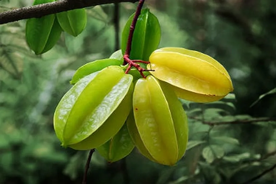 Những loại quả có vị chua hoặc đắng thường mang ý nghĩa không may