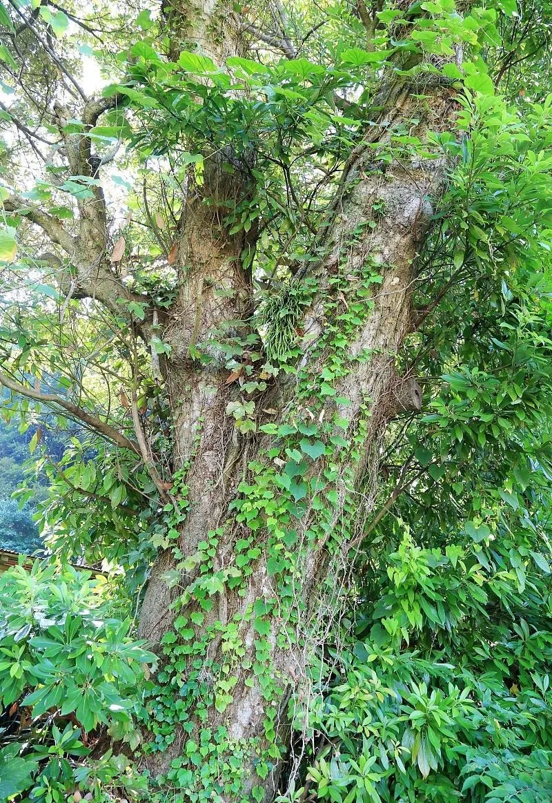 Lá Trầm Hương xanh tốt quanh năm, tạo bóng mát và không gian xanh tĩnh lặng.