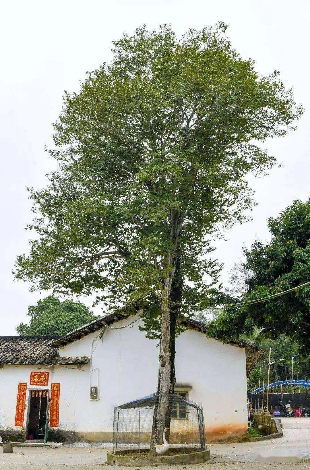 Cây Trầm Hương dáng cao vút, mang lại vẻ uy nghiêm cho những ngôi nhà có diện tích sân lớn.