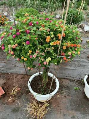 Gốc cây hoa ngũ sắc ghép tán hoa rực rỡ trang trí sân vườn