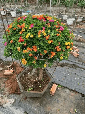 Cận cảnh gốc cây hoa ngũ sắc cổ thụ với vẻ đẹp phong trần