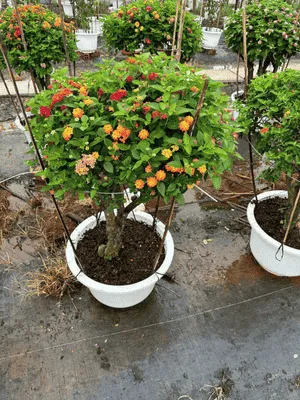 Mẫu gốc cây hoa ngũ sắc dáng bonsai độc đáo cho ban công