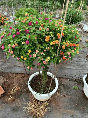 Vẻ đẹp rực rỡ của hoa trên nền gốc cây hoa ngũ sắc già