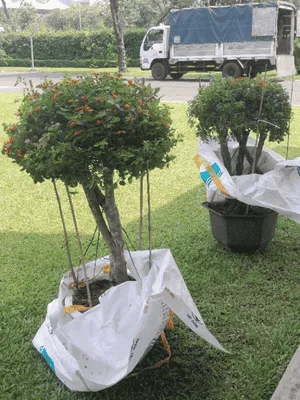 Sử dụng gốc cây hoa ngũ sắc để tạo không gian xanh mát