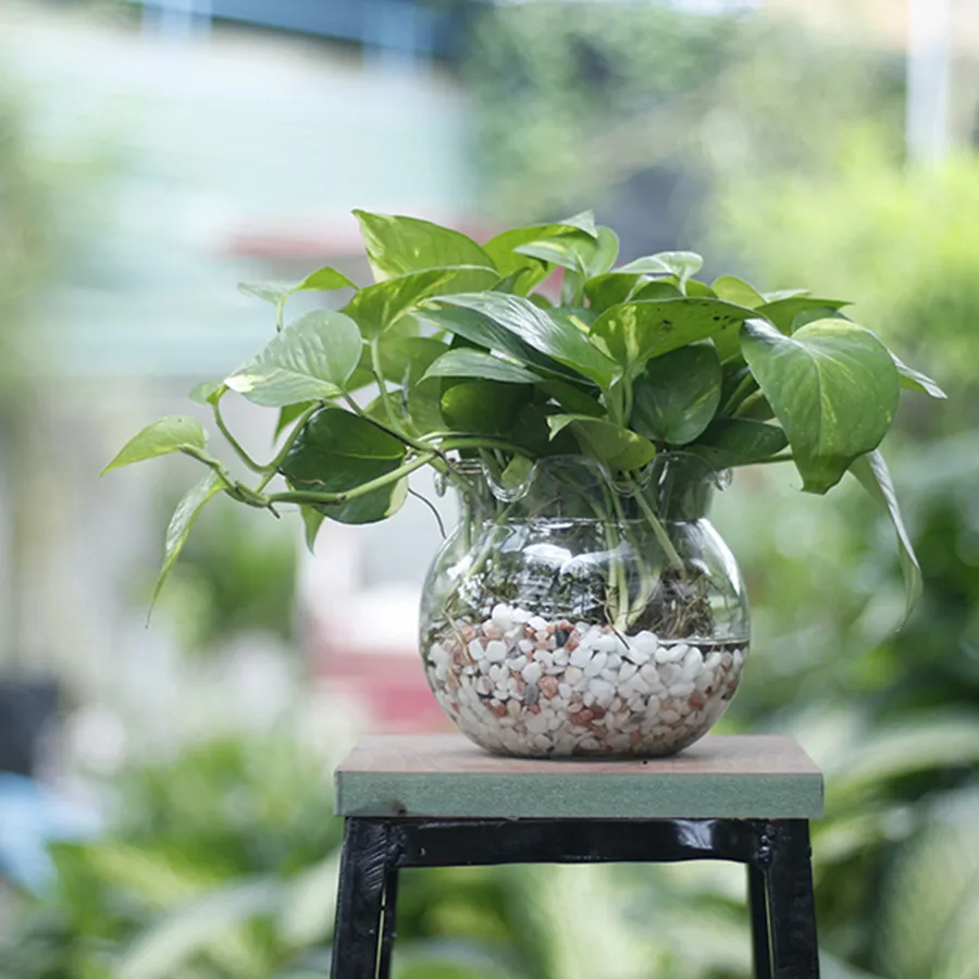 Cây Trầu bà trang trí lớp học