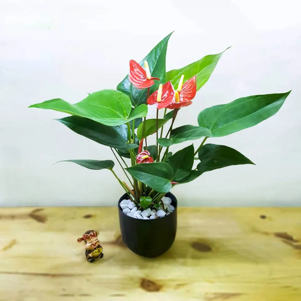 Cây Hồng môn trang trí lớp học