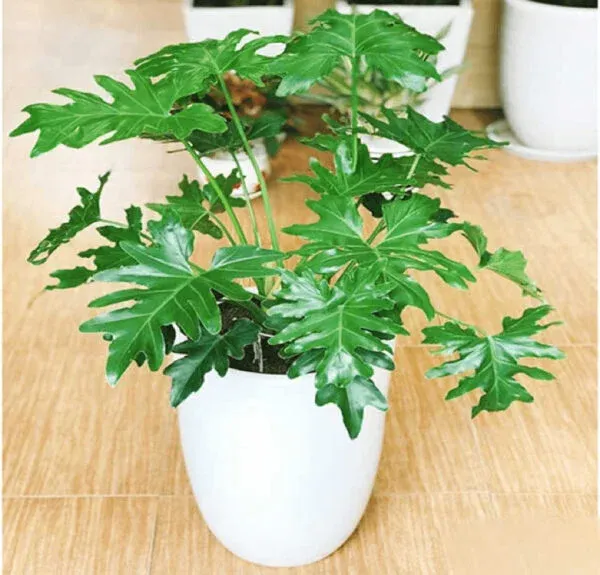 Cây trầu bà cánh phượng với lá xẻ thùy độc đáo