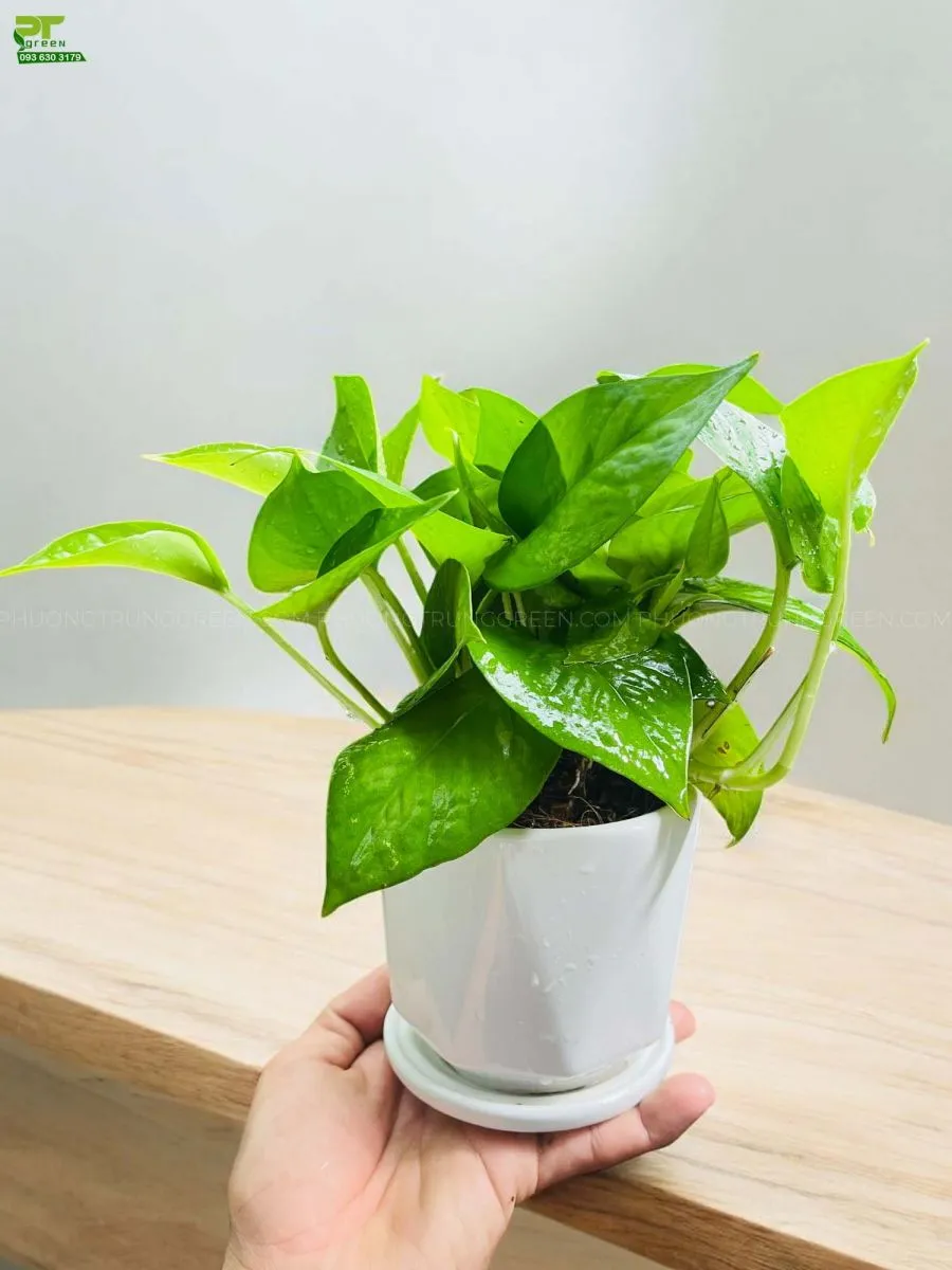 Cây trầu bà để bàn trồng trong chậu sứ trắng