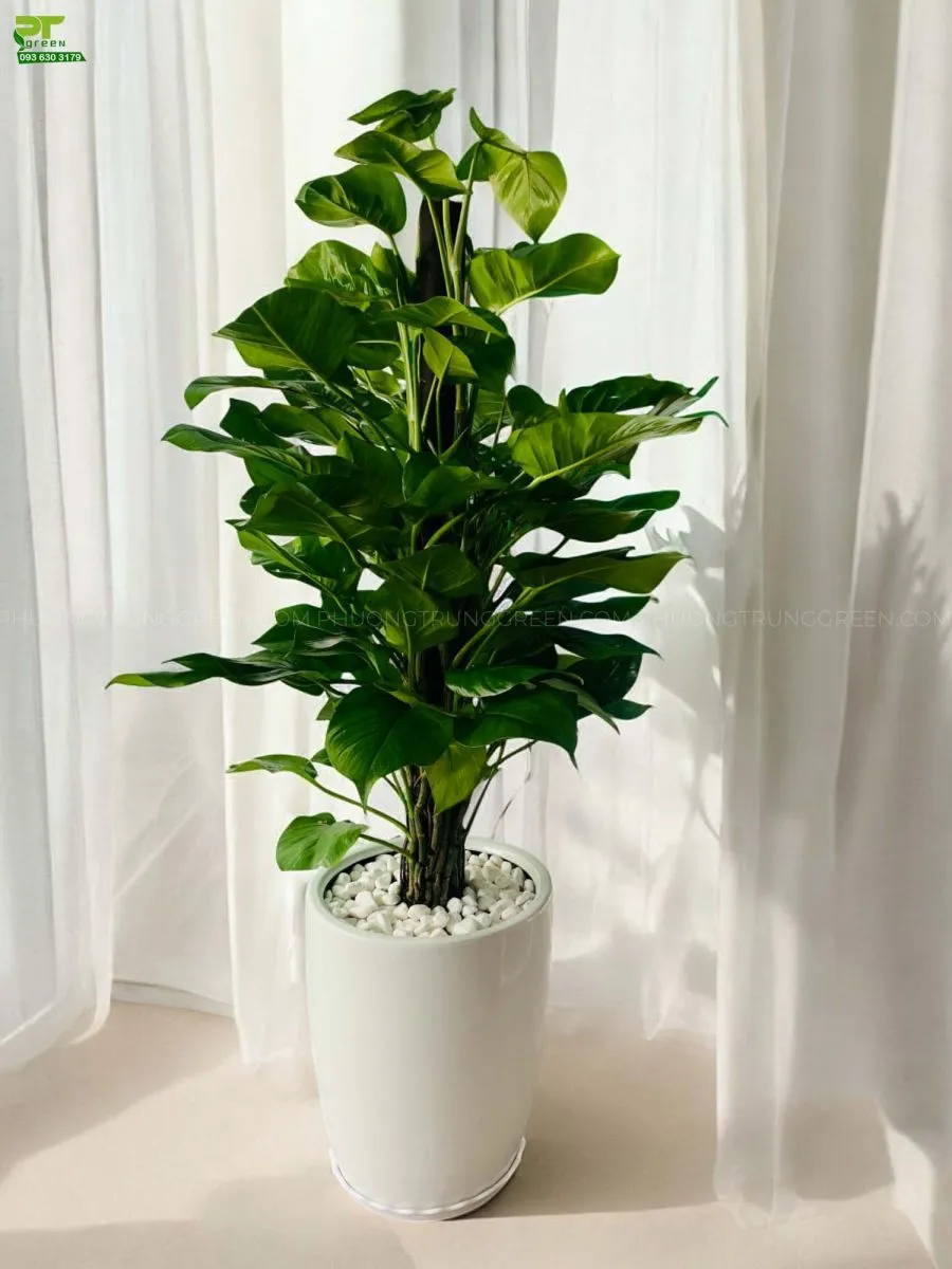 Cây trầu bà cột để sàn cũng là một trong những lựa chọn giúp trang trí không gian trong nhà hoàn hảo, bởi đặc tính lá xanh to của cây trồng bà giúp tạo nên một mảng xanh lớn.