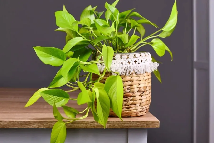 Cây Pothos trong phòng tắm