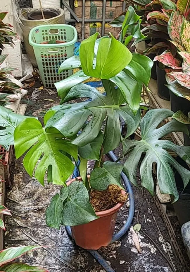 Cây Trầu Bà Nam Mỹ với lá xẻ thùy đặc trưng