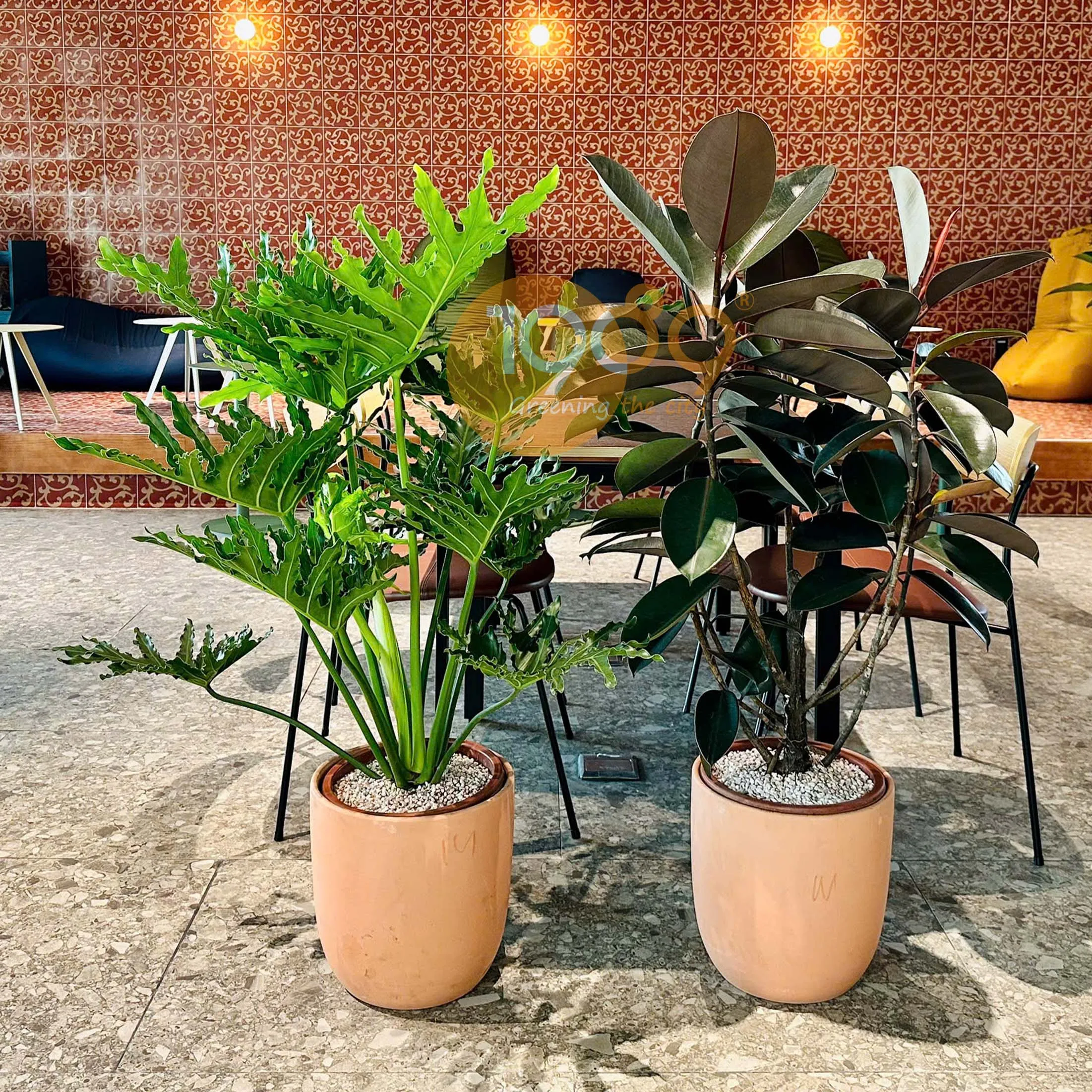 Cây Trầu Bà Thanh Xuân – Cây Xanh Phong Thủy Lọc Không Khí & Mang Vượng Khí