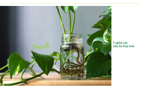 Trầu bà thủy sinh: Đặc điểm, cách trồng giúp trầu bà luôn tươi, xanh